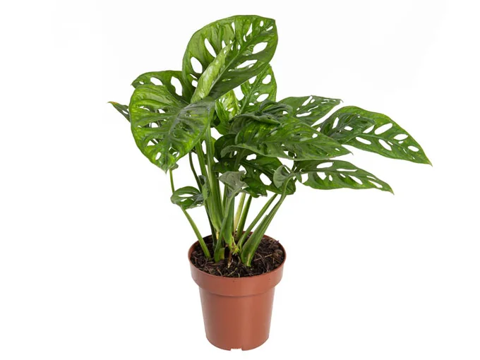 Monstera adansonii em vaso de cultivo